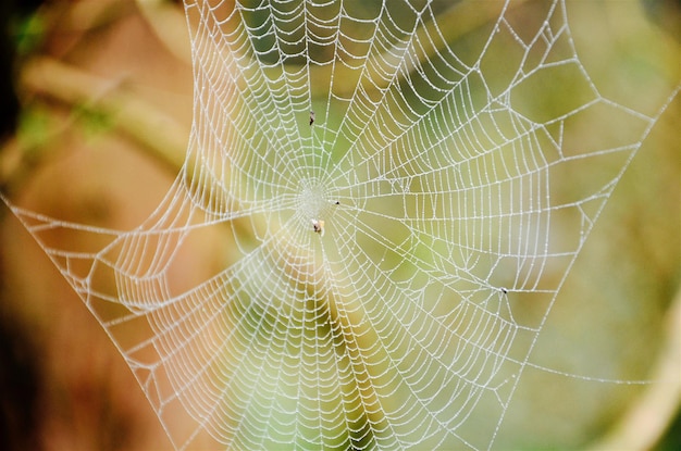 close-up of spider web outdoors