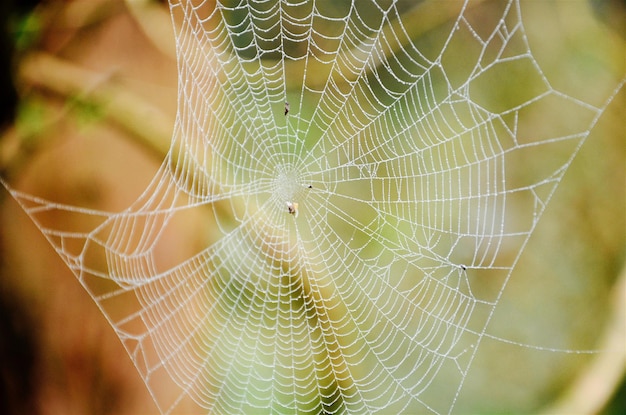 Close-up of spider web outdoors