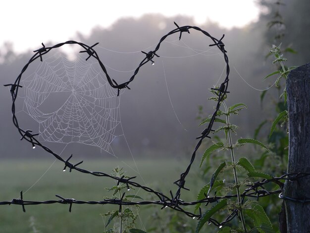 Close-up of spider web on plant against sky