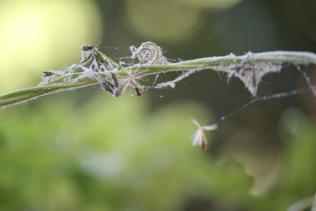 Photo close-up of spider web on plant leaves