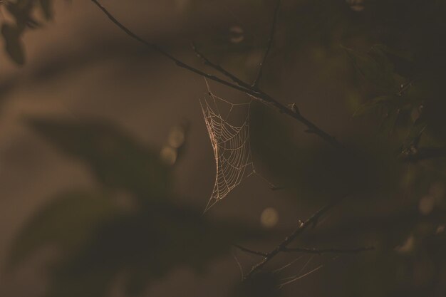 Photo close-up of spider web on plant at night