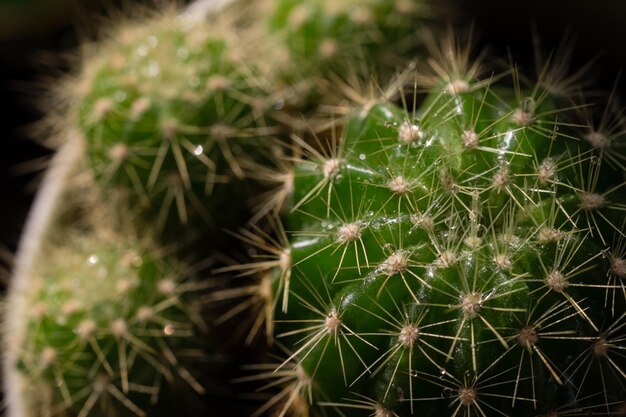 夜の植物の蜘蛛の網のクローズアップ