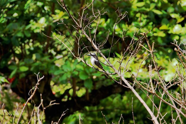 Close-up of spider web on plant