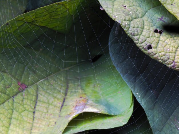 Close-up of spider web on a plant