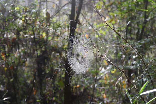 Foto prossimo piano della ragnatela sulla pianta