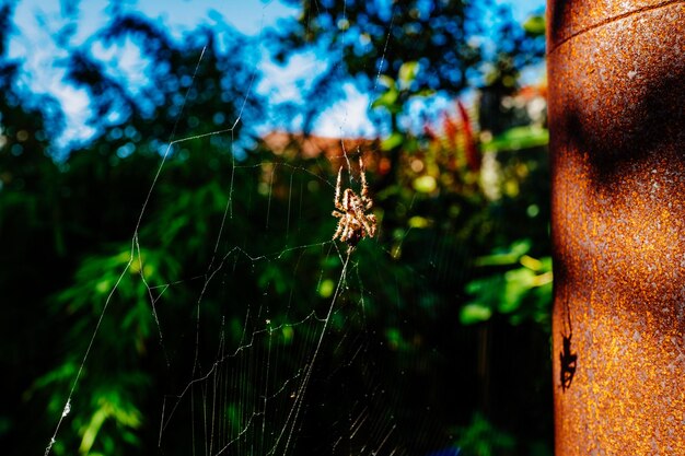 Foto prossimo piano della ragnatela sulla pianta