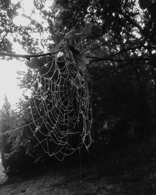 Foto prossimo piano della rete di ragno sulla pianta