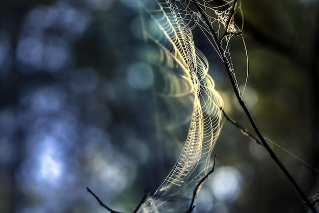 植物上の蜘蛛の網のクローズアップ