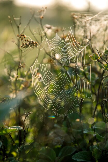 Photo close-up of spider web on plant