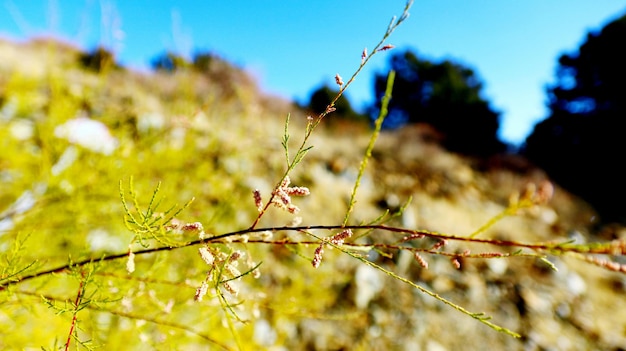 Close-up of spider web on plant