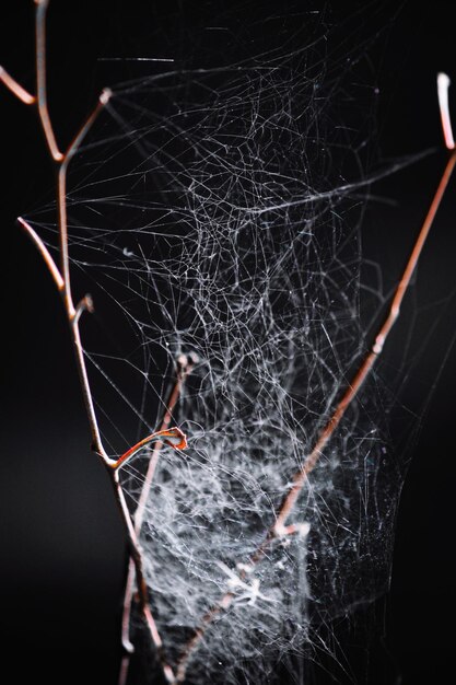 Photo close-up of spider web on plant