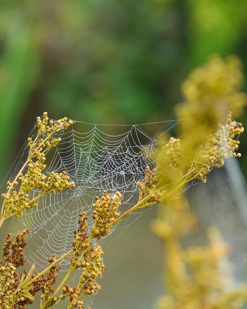 Close-up of spider web on plant