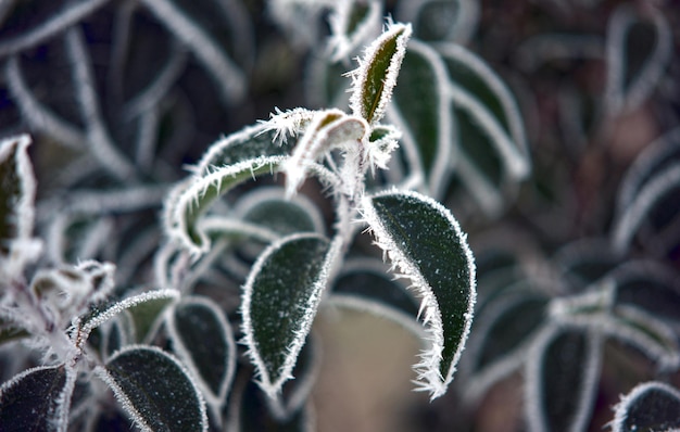 Close-up of spider web on plant