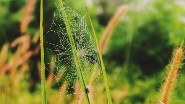 植物上の蜘蛛の網のクローズアップ