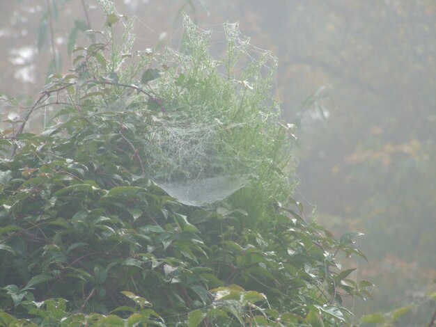 Photo close-up of spider web on plant