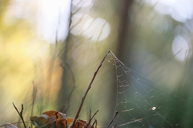 Photo close-up of spider web on plant