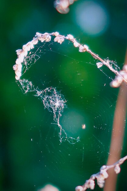 Close-up of spider web on plant