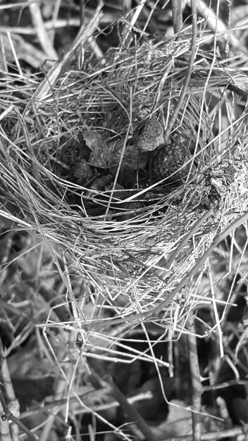 Close-up of spider web on plant