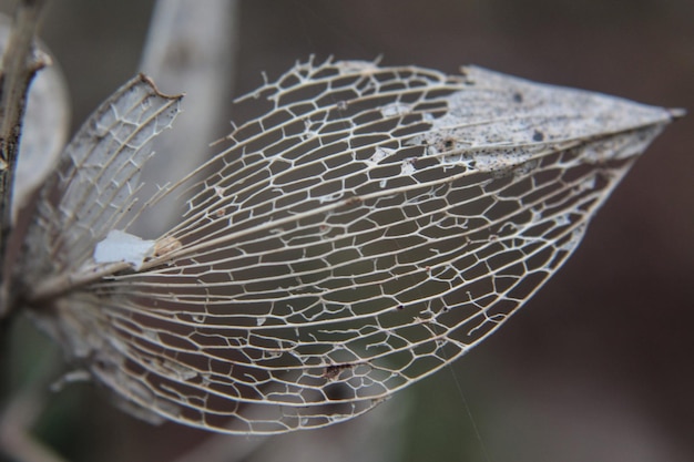 Photo close-up of spider web on plant