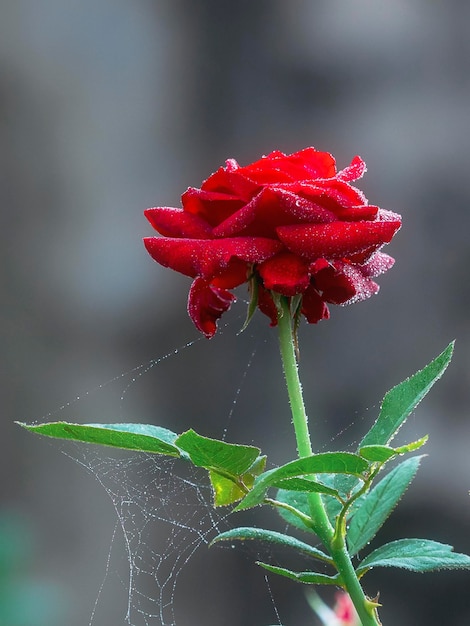 Foto prossimo piano della rete di ragno sulla pianta di rosa