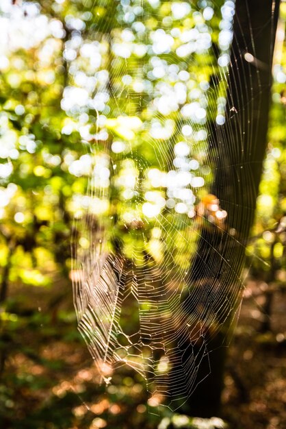 Photo close-up of spider web on tree in forest