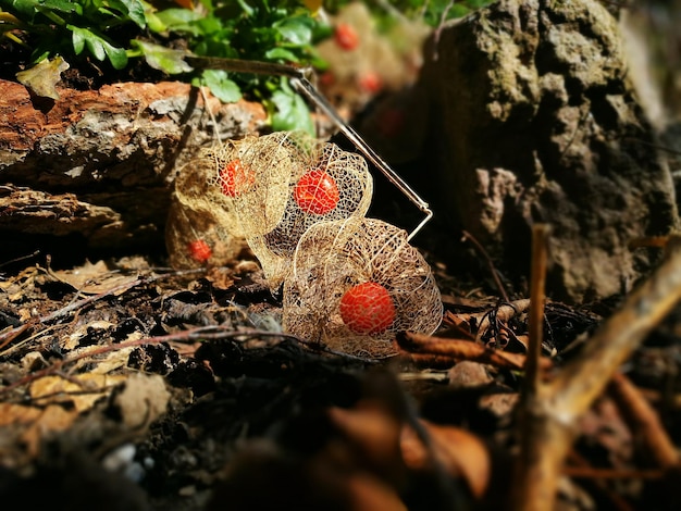 Foto close-up di una ragnatela su un albero in foresta