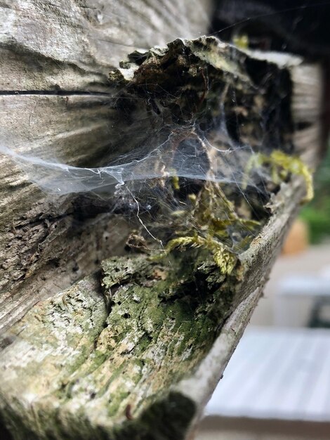 Close-up of spider web on tree trunk