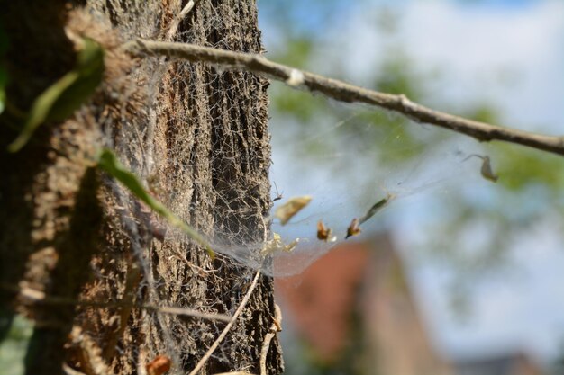 Premium Photo | Close-up of spider web on tree