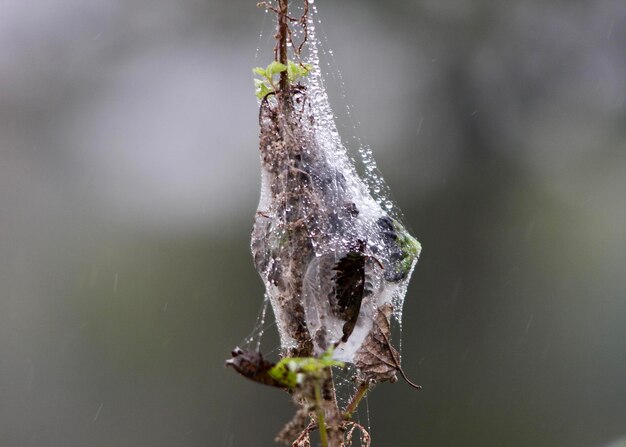 Foto close-up di una rete di ragno sull'acqua