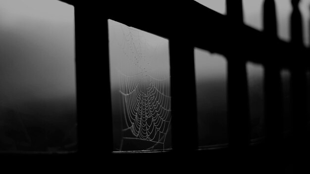 Photo close-up of spider web on window