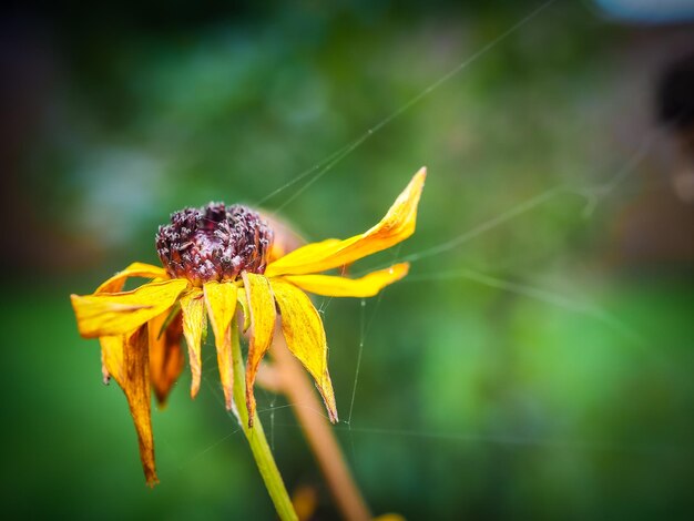 Close-up of spider web on yellow flower