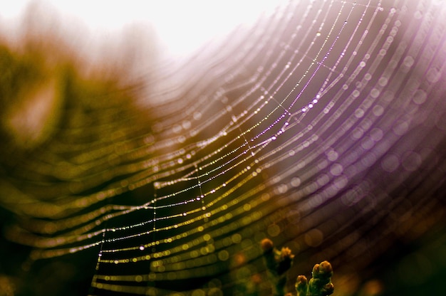 Photo close-up of spider web