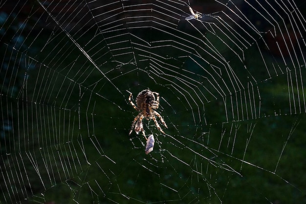 Foto close-up di un ragno sulla ragnatela