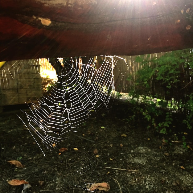 Photo close-up of spider on web