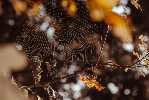 Foto close-up di un ragno sulla rete