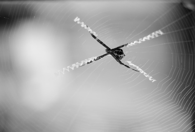 Foto close-up di un ragno sulla rete