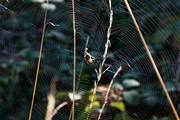 Close-up of spider on web