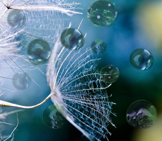 Foto close-up di un ragno sulla ragnatela