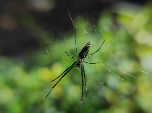 Close-up of spider on web