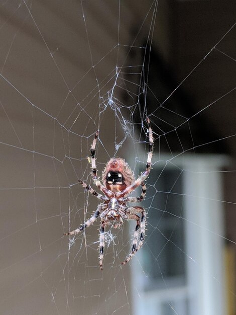 Close-up of spider on web