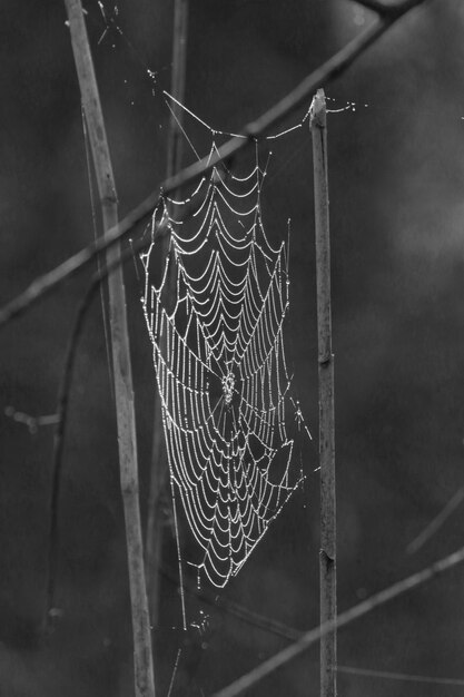 Photo close-up of spider web