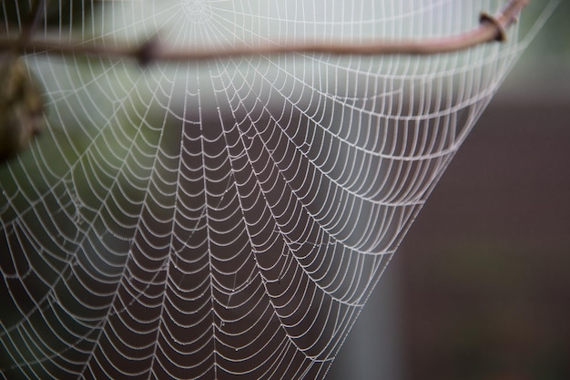 Close-up of spider web