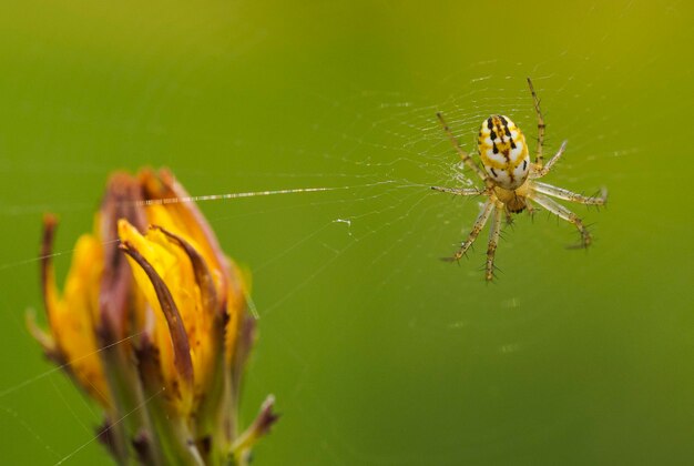 Close-up of spider on web