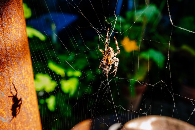 Foto close-up di un ragno sulla ragnatela