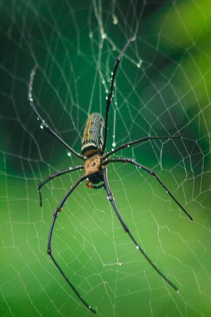 Close-up of spider on web