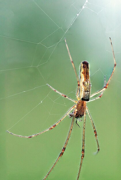 Close-up of spider on web