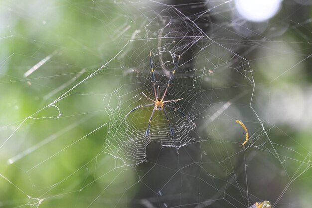 Close-up of spider web