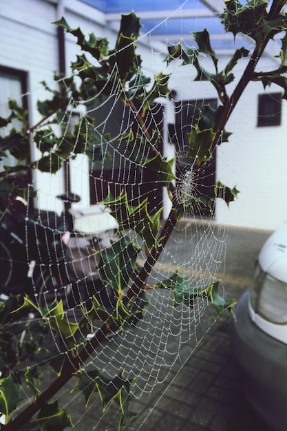 Photo close-up of spider on web