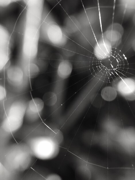 Close-up of spider web