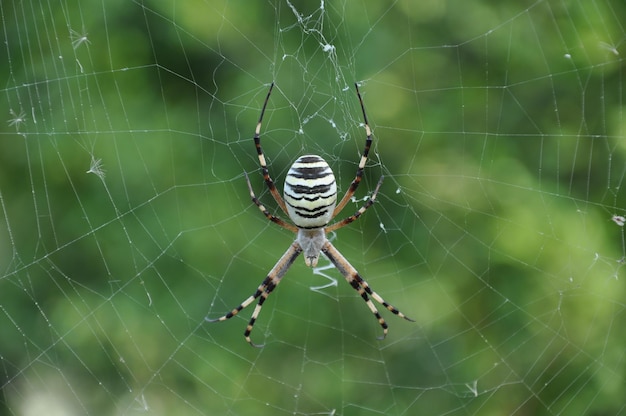 Photo close-up of spider on web